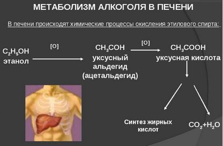 Як очистити організм від алкоголю в домашніх умовах