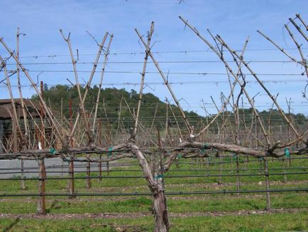 Cum să prune struguri în primăvara corect