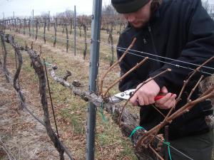 Як підрізати виноград навесні правильно