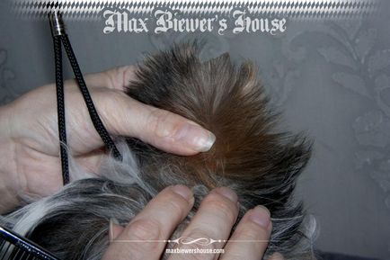 Як підстригти бивер йорку вушка, розплідник max biewer s house