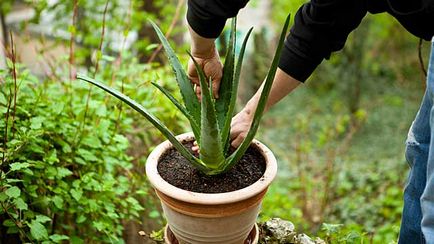 Hogyan kell a víz és vigyázni aloe vera otthon