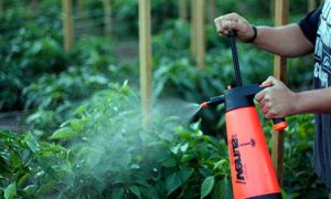 Cum se desfasoara instructiunile de tomate in topul foliar