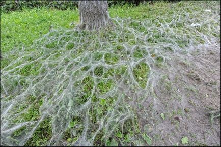 Cum să faci păianjenul de lână gri - un sat de primăvară pădure