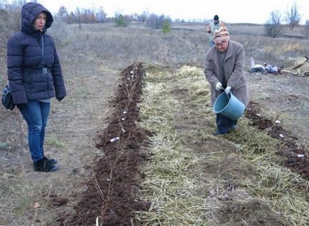 Як зробити теплу грядку розума за 12 кроків