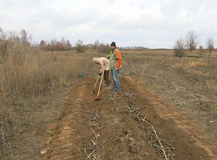 Як зробити теплу грядку розума за 12 кроків