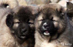 Hogyan euthanize a kutya otthon lidocain adagolás, a macskák és a kutyák (lidokain) Mivel a lidokain euthanize a kutya otthon adagolás, a macskák és a kutyák