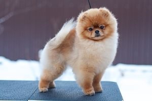 Mivel a lidokain euthanize a kutya otthon adagolás, a macskák és a kutyák (a) Mivel a lidokain euthanize a kutya otthon adagolás, a macskák és a kutyák