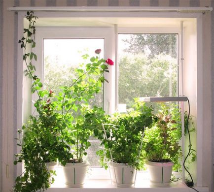 Cum să crească mentă pe un prag de fereastră, într-o oală, acasă sau în aer liber