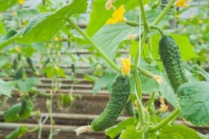 Hogyan növekszik uborka üvegházban, mind a nyári rezidenciája