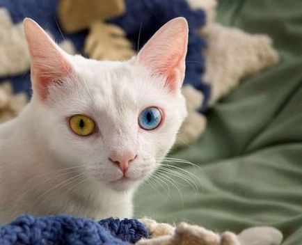 Як впливає забарвлення кішки на її характер