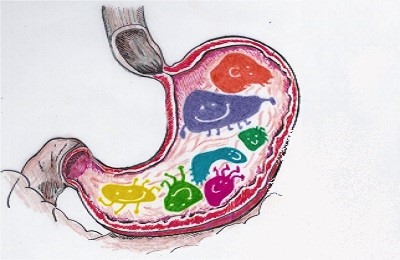 Cum să restabilească microflora intestinală după ce ați luat antibiotice ce să luați Info despre sănătate