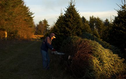 Cum să pregătești un pom de Crăciun în Statele Unite, așa cum se face