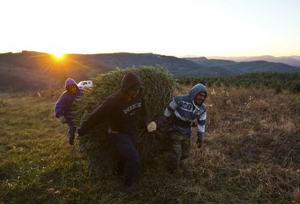 Cum să pregătești un pom de Crăciun în Statele Unite, așa cum se face