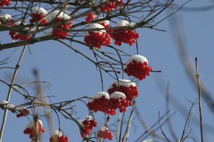 Калина в дитячому раціоні коли і як давати, журнал