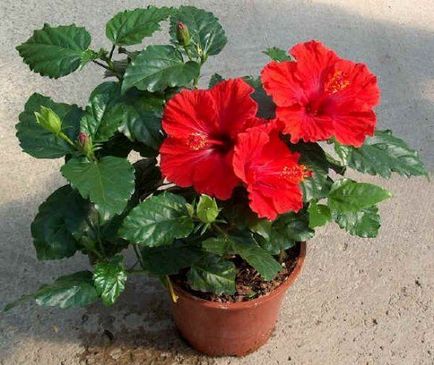 Trandafir chinezesc sau hibiscus