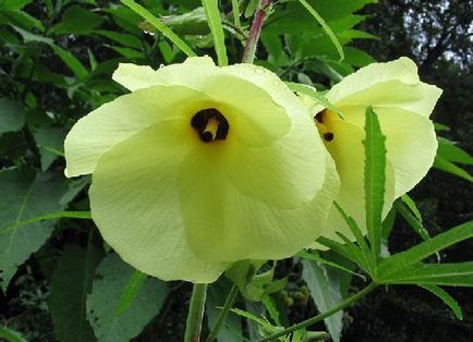 Trandafir chinezesc sau hibiscus