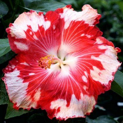 Trandafir chinezesc sau hibiscus