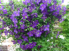 Clematis sau președinte clematis 