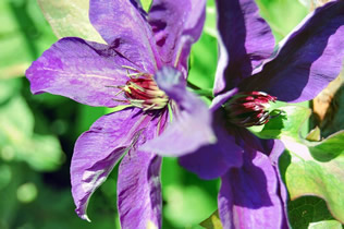 Clematis sau președinte clematis 