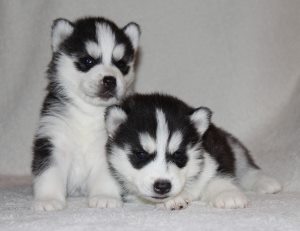 Mikor mosni kiskutya, a kiskutya (Spitz) Mikor mosni kiskutya, kiskutyám