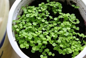 Când se plantează un ageratum pe răsaduri în 2017, magia plantelor