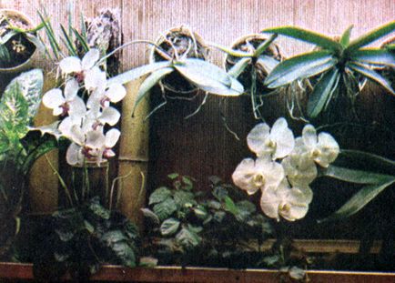 Композиції з епіфітних рослин 1990 герасимов з