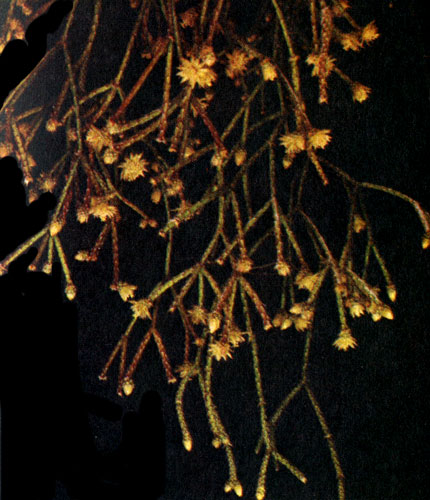 Készítmények növényi epiphytic 1990 Gerasimov