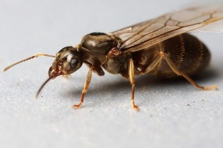 Крилаті мурахи, опис, як виглядає, фото