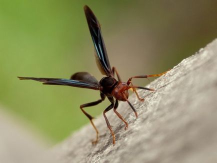 Anteturile alungite, descrierea felului în care arată, fotografia