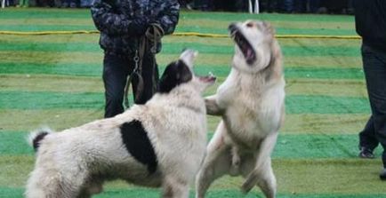 Demonstrarea miturilor și a ororilor luptelor de câini