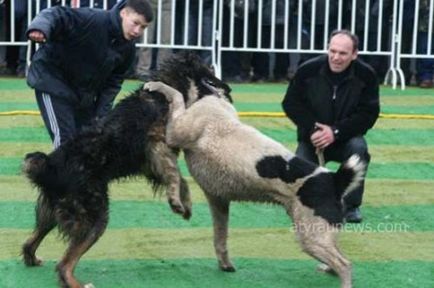 Криваві розборки міфи і жахи собачих боїв