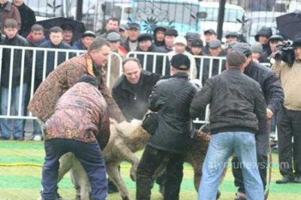 Криваві розборки міфи і жахи собачих боїв