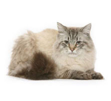 Купити кошеня породи мейн-кун в розпліднику hillbilly cat (фермерський кіт)
