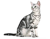 Cumpărați o pisică de Maine Coon în canisa de pisică de pisică (pisică de fermă)