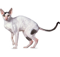 Купити кошеня породи мейн-кун в розпліднику hillbilly cat (фермерський кіт)