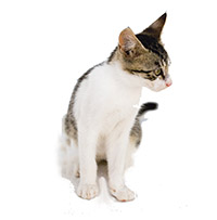Cumpărați o pisică de Maine Coon în canisa de pisică de pisică (pisică de fermă)