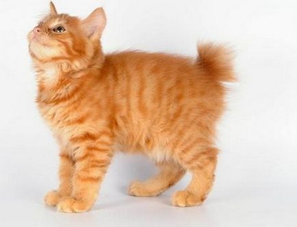 Курильський бобтейл - кішка з собачою вдачею