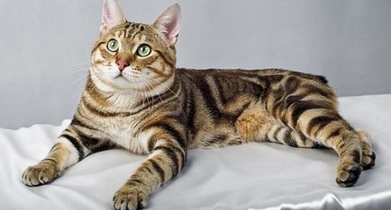 Kurilian Bobtail - o pisică cu temperamentul câinelui