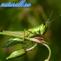 Grasshoppers, greieri, fulgi, fauna din Rusia