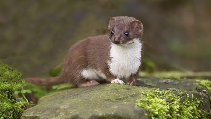 Weasel - fotografie animală miniaturală drăguță