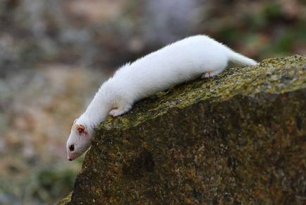 Weasel - fotografie animală miniaturală drăguță