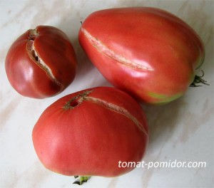 Vara de tomate de spargere, cultivarea de roșii în zona suburbană