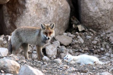 Fox a devenit prieten cu o pisică