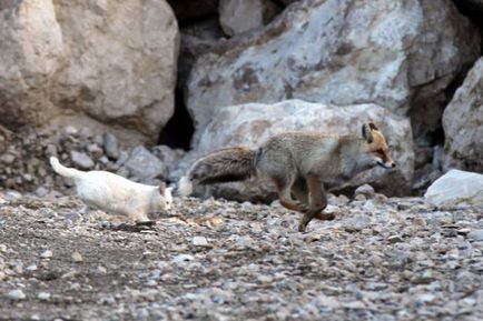 Fox a devenit prieten cu o pisică