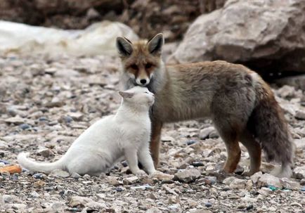 Fox a devenit prieten cu o pisică