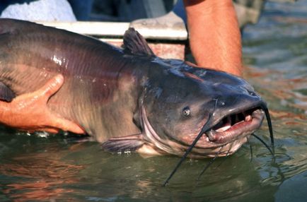 Catfish captura în locurile de pescuit Dnipro și baze