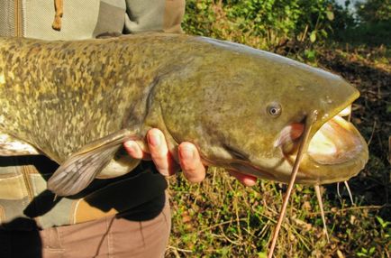 Catfish captura în locurile de pescuit Dnipro și baze