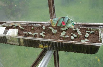 Кращі насіння огірків під розсаду для середньої смуги Росії