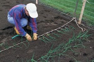 Лук-порей - вирощування з насіння і догляд в домашніх умовах