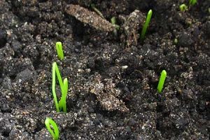 Лук-порей - вирощування з насіння і догляд в домашніх умовах